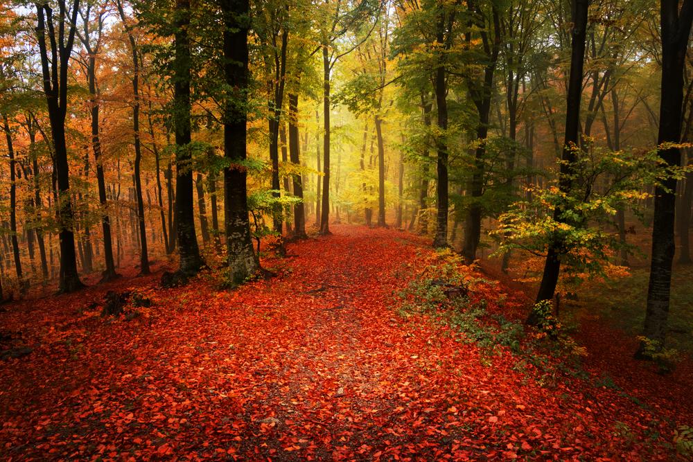 Black Forest - 5 Enchanted Places in Germany Straight out of Fairytales