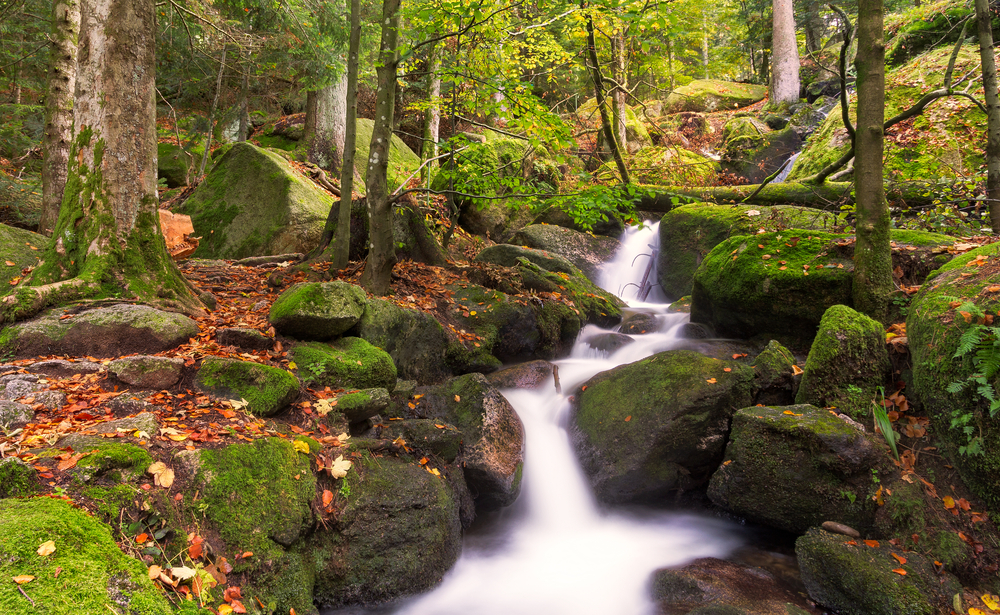 5 Enchanted Places in Germany Straight out of Fairytales - Black Forest