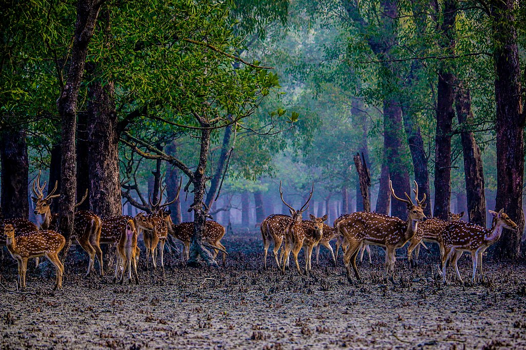 Horde pf deer in Sundarbans
