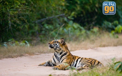 Tours that Give Back: How We Helped Save the Tigers Through Travel