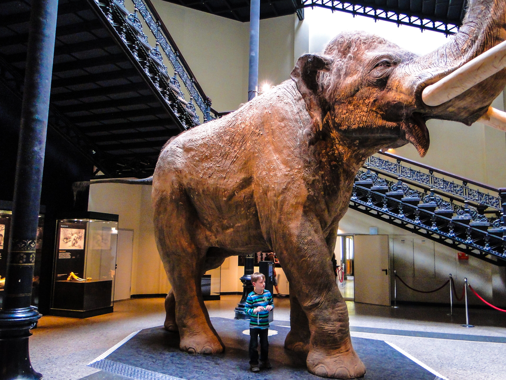 Kid-Friendly_Activities_to_Do_in_Berlin_Natural History Museum