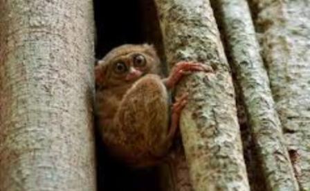 Tarsier in a tree hollow