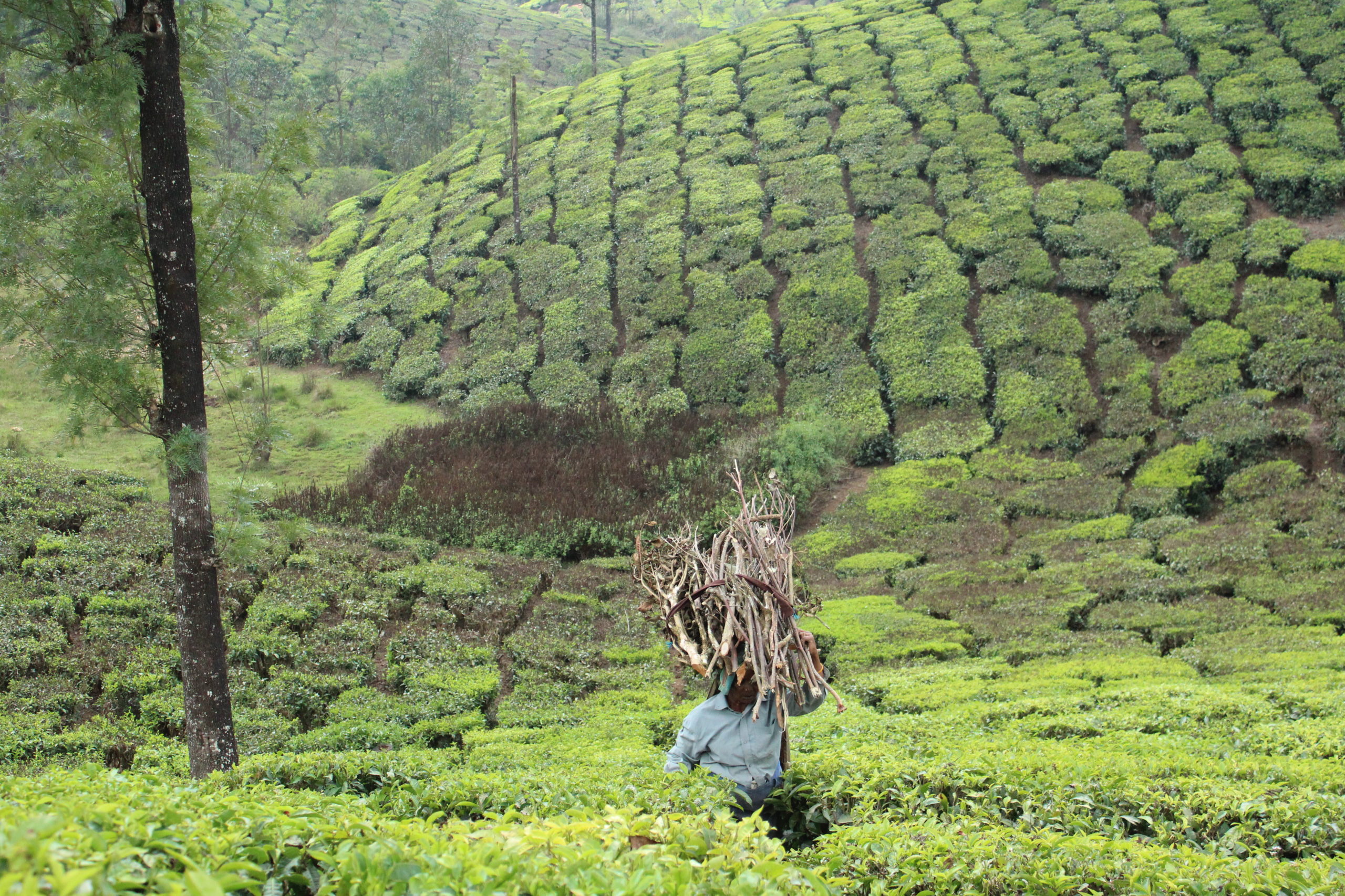 Tata Tea Museum