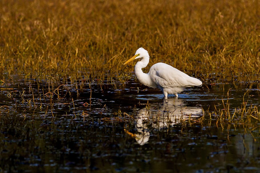 bharatpur-birds-sanctuary-wildlife-nature-water