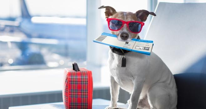 Everything You Need To Know About Traveling With Your Pet These Days