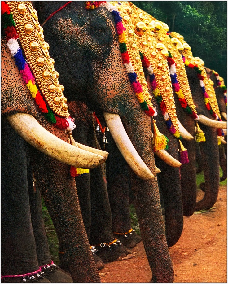 Elephants decorated for the Onam parade