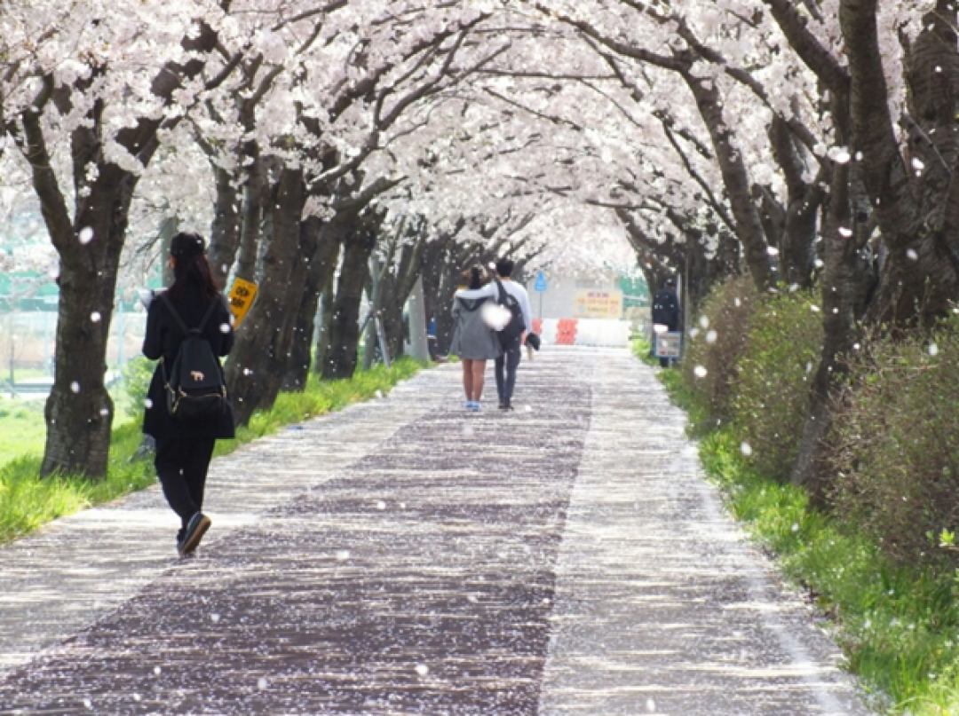 south korea cherry blossom