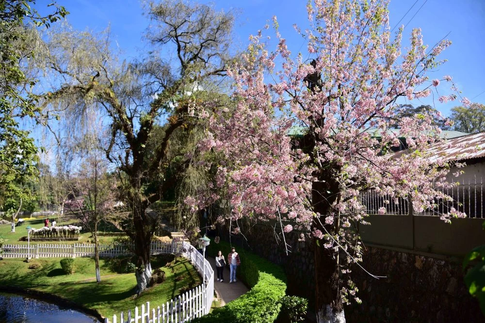 India’s Secret Sakura: The Autumn Cherry Blossom Festival You’ve Never Seen