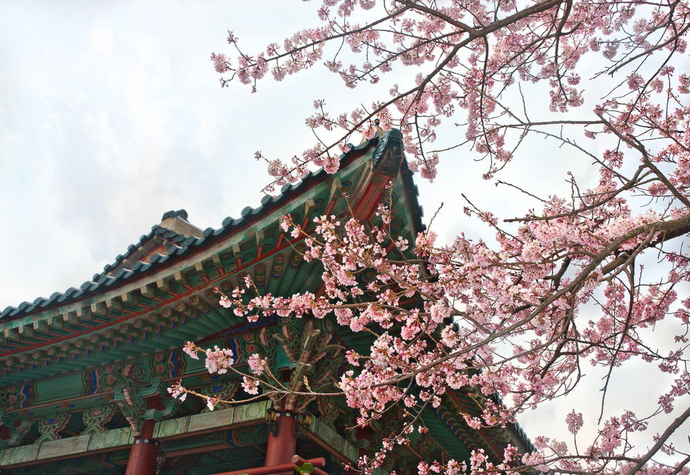 south korea cherry blossom