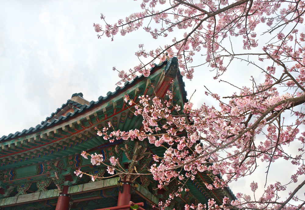 When and Where to Enjoy Cherry Blossoms in South Korea This Season