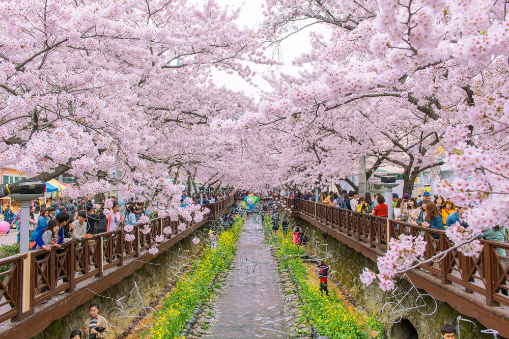 Cherry Blossom Season South Korea 2024 - Gates Michel