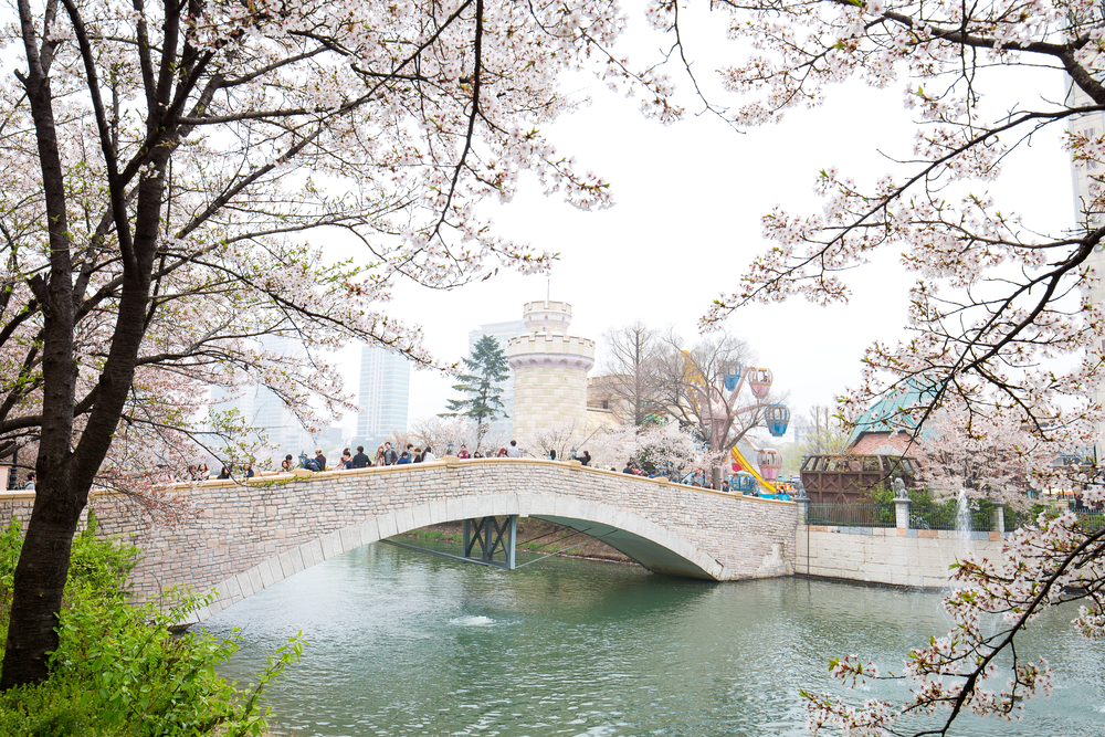 south korea cherry blossom