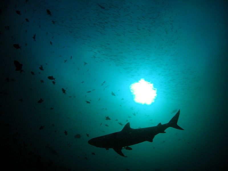 Bans on Shark Fin Carriage Gaining Momentum
