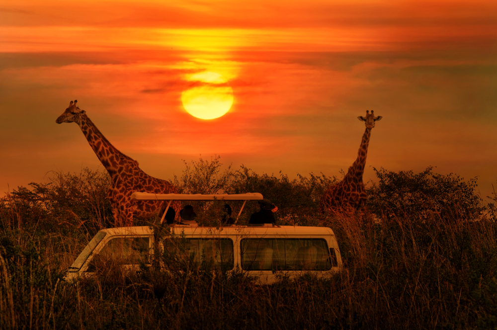 Wonderfully Wild: 7 Reasons to Go On An African Safari Because It Will Change More Than Just Your Life