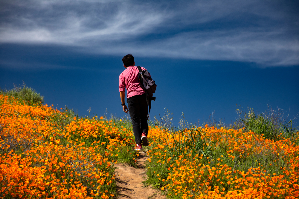 Walk Through a Sea of Wildflowers: 6 Destinations to Witness the Superbloom Around the World