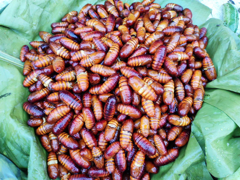 fried insects