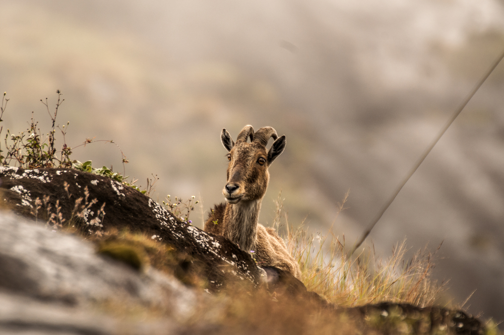 Eravikulam National Park