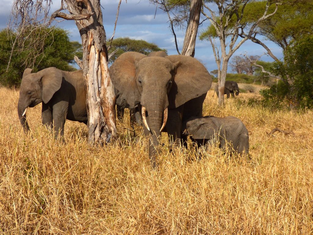 elephants in the grasslands of tanzania
