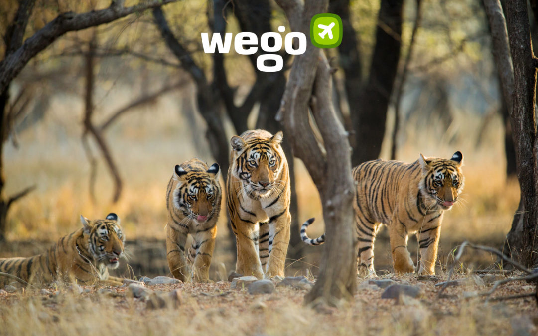 Celebrating International Tigers Day: The Best National Parks to Spot Tigers in India