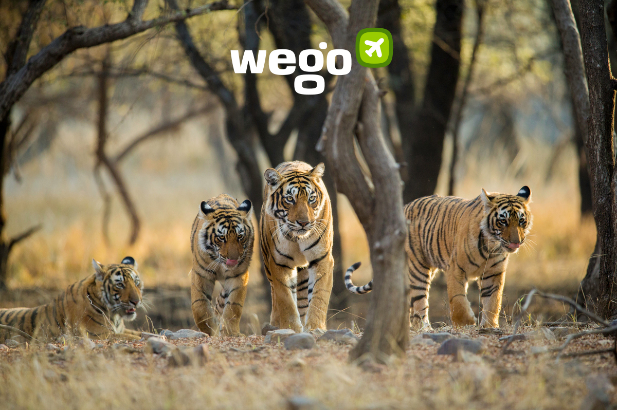 Best Places to See Tigers in India: Top National Parks and Tiger Reserves  in India